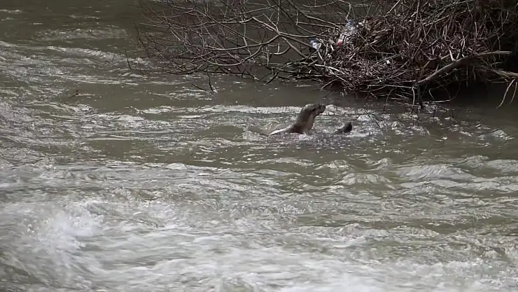 Pülümür Çayı'nda su samurlarının oyunu kamerada