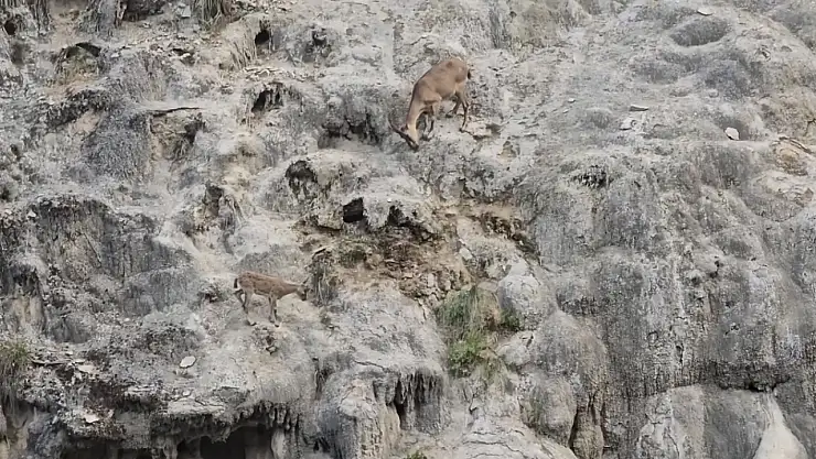 Sarp kayalıkların usta tırmanışçıları görüntülendi