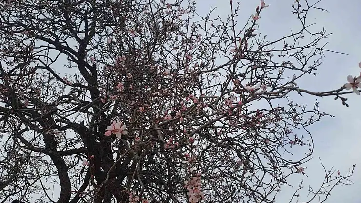 Silvan'da badem ağaçları çiçek açtı