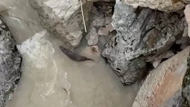 Tağar Çayında su samurları görüntülendi