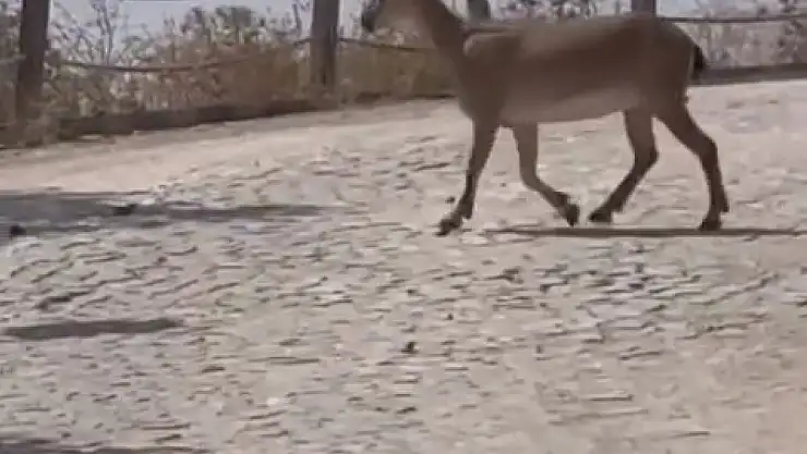 Tarihi Harput Mahallesi'nde dağ keçileri görüldü
