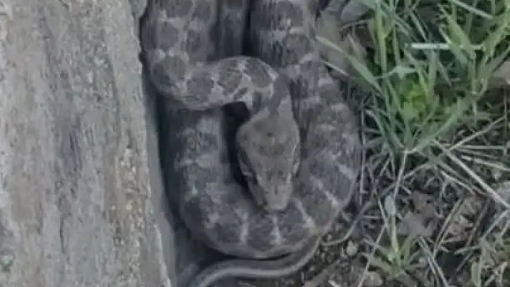 Tek ısırığı bir insanı öldürmeye yetiyor: Zehirli koca engerek yılanı Elazığ'da görüntülendi