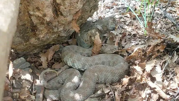Tek ısırığı bir insanı öldürmeye yetiyor: Tunceli'de koca engerek yılanı görüntülendi