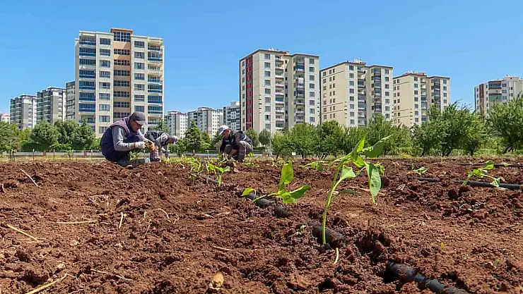 Tohumculukta dışa bağımlılığı bitirecek proje