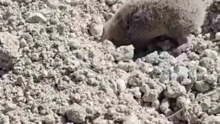 Toprağı eşeleyip ortadan kayboldu