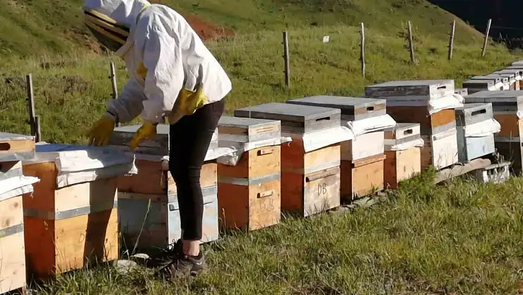 Tunceli Arıcı Yetiştiricileri Birliği bal alım fiyatlarını açıkladı