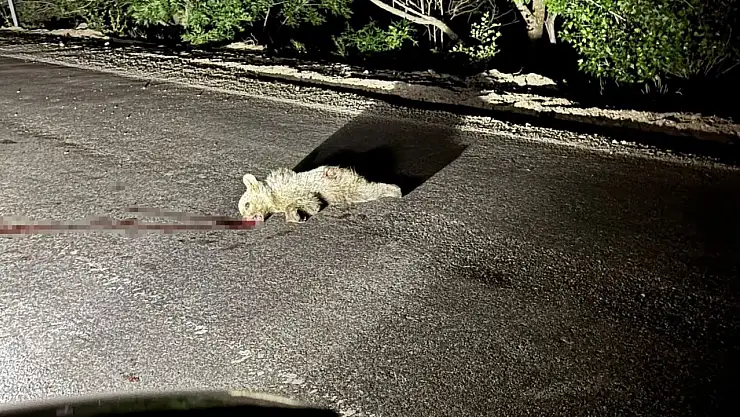 Tunceli'de aracın çarptığı yavru ayı telef oldu