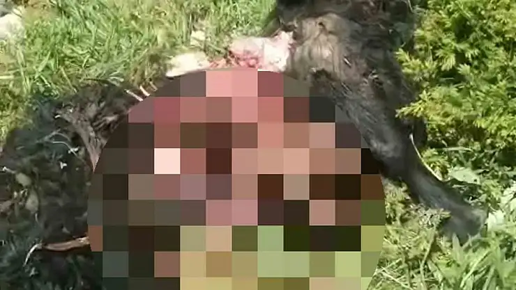 Tunceli'de ayı dehşeti: Bir kişi yaralandı, 31 küçükbaş hayvan telef oldu