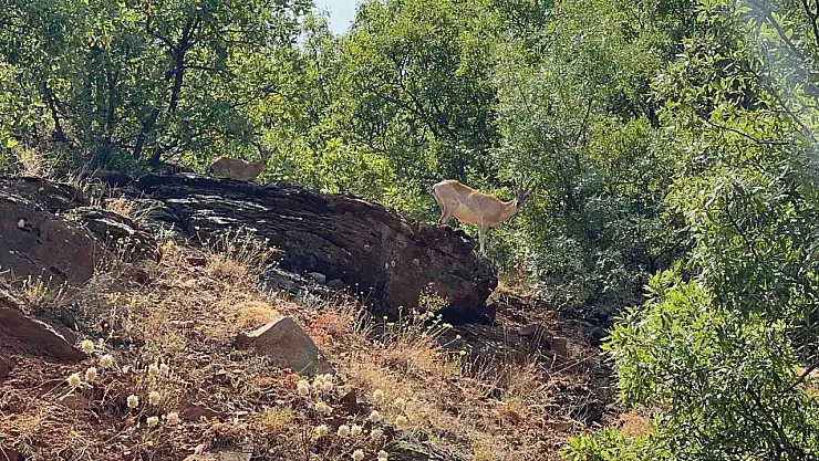 Tunceli'de dağ keçileri görüntülendi