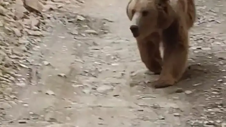 Tunceli'de dağ keçileri ve ayı ailesi kamerada