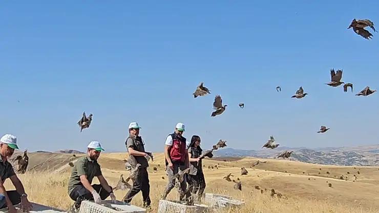 Tunceli'de doğaya 200 kınalı keklik salındı