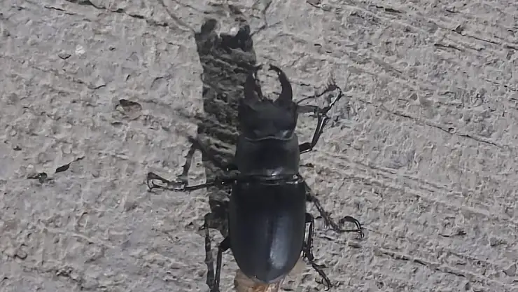 Tunceli'de görüldü: Zarar vermenin cezası 557 bin TL