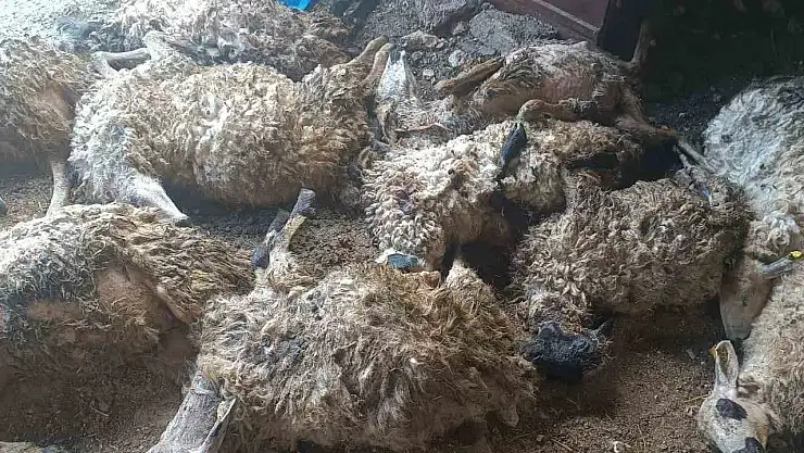Tunceli'de izdiham oluşan ağılda 11 koyun telef oldu