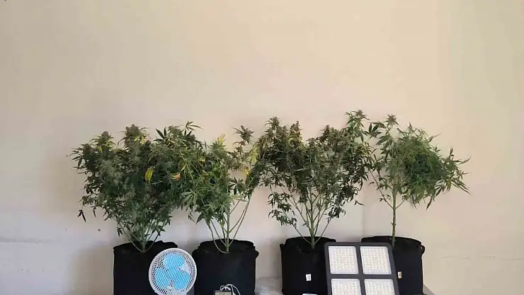 Tunceli'de jandarmadan uyuşturucu operasyonları: 10 gözaltı