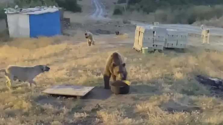 Tunceli'de karakolun davetsiz misafiri: Bozayı