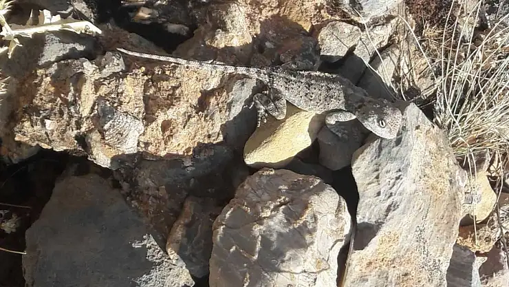 Tunceli'de kırmızı listede bulunan 'Bozkır Keleri' görüldü