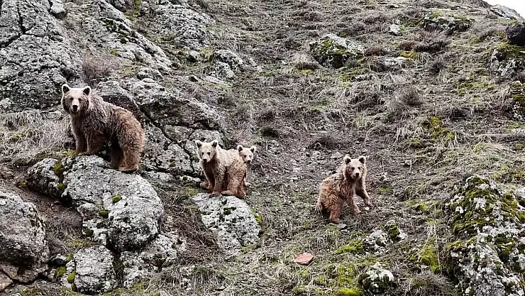 Tunceli'de kış uykusundan uyanan ayı ailesi görüntülendi
