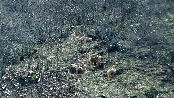Tunceli'de kış uykusundan uyanan ayılar yiyecek ararken görüntülendi