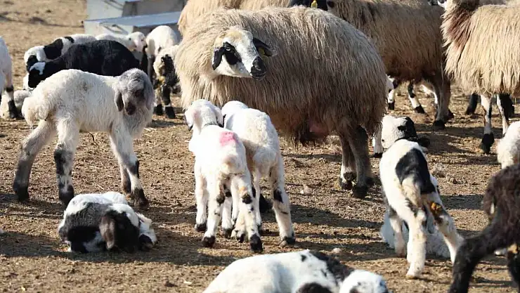 Tunceli'de köyde şap karantinası