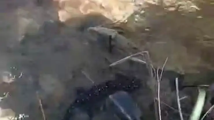 Tunceli'de nesli tehdit altındaki benekli semender görüntülendi