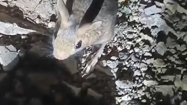 Tunceli'de nesli tükenme tehlikesi altında bulunan Arap tavşanı görüldü