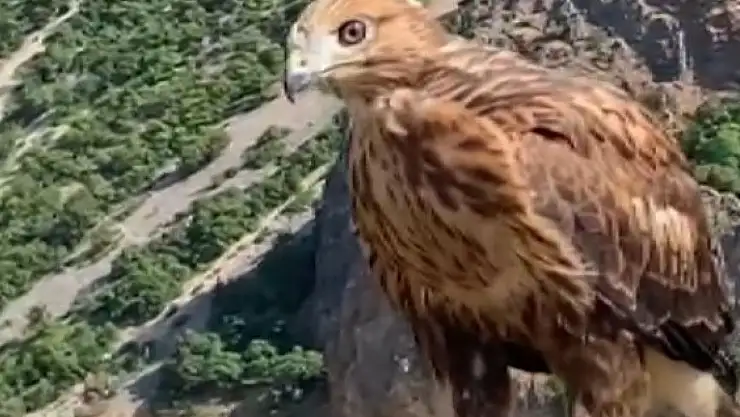 Tunceli'de tedavi edilen 2 kızıl şahin ve bir kaya kartalı doğaya salındı