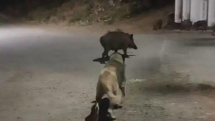 Tunceli'de yaban domuzları şehre indi