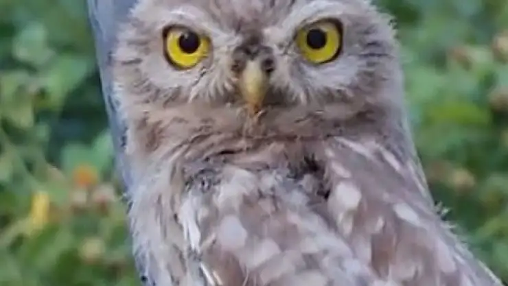 Tunceli'de yavru baykuş, kendisini seven vatandaştan ayrılmak istemedi