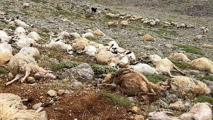 Tunceli'de yıldırım isabet eden 200 koyun telef oldu