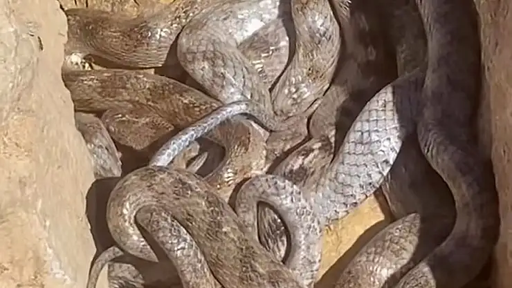 Tunceli'de yumak halinde görüntülenen yılanlar şaşırttı