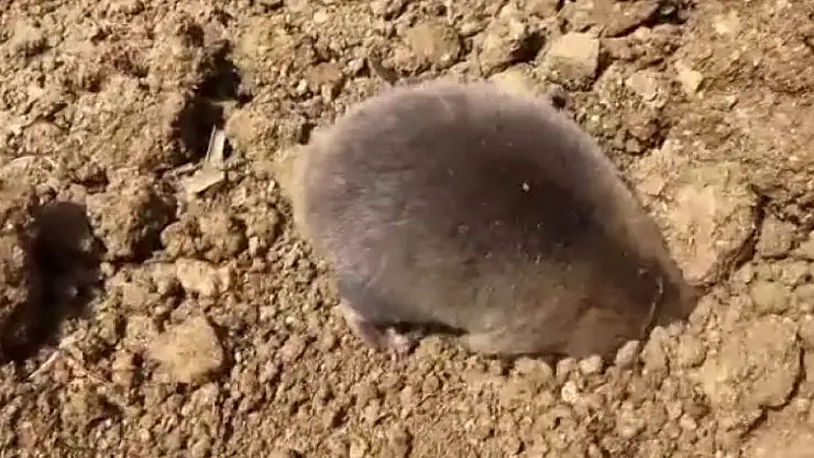 Tunceli'de yuva yapmak için kazı yapan köstebek kameraya yansıdı