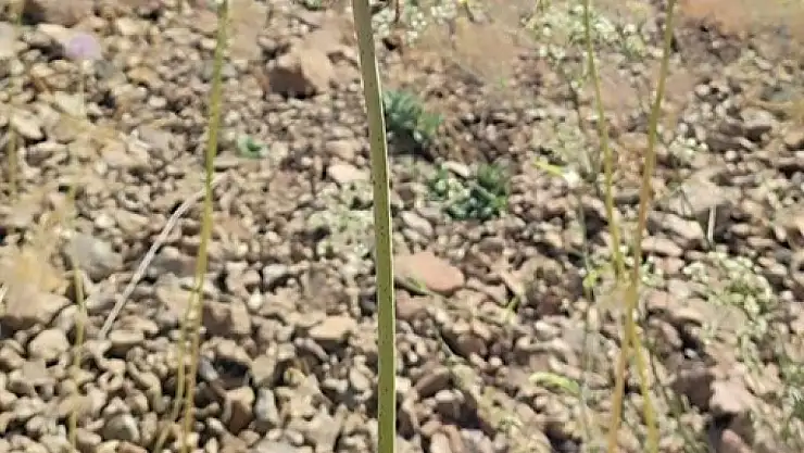 Tunceli'nin tescilli dağ sarımsağı yok olma tehditi altında