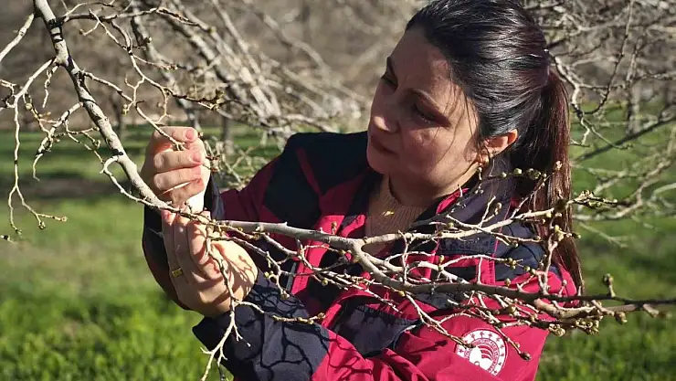 Türkiye'nin en önemli dut merkezini zirai don vurdu