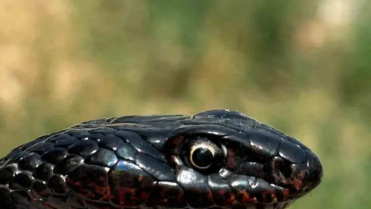 Tuvalete giren karayılan, yakalanarak doğal ortamına bırakıldı