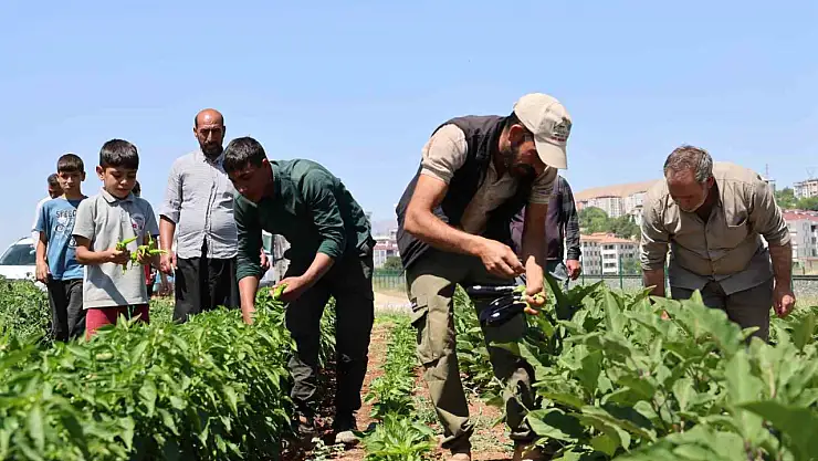 Vatandaş tarladan sofraya sebzeye doyacak