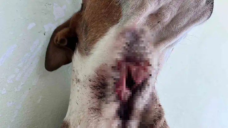 Yaban domuzları köpekleri hedef aldı