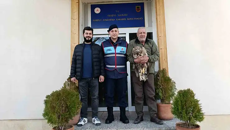 Yaralı kaya kartalına jandarma şefkati