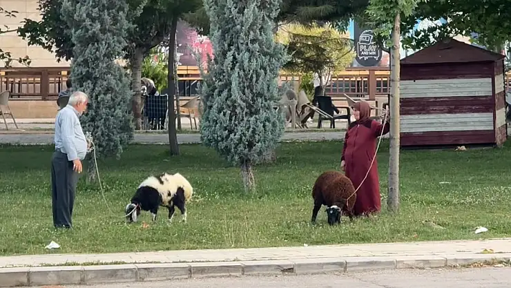 Yaşlı çiftin koyunlarını gezdirmesi renkli görüntüler oluşturdu