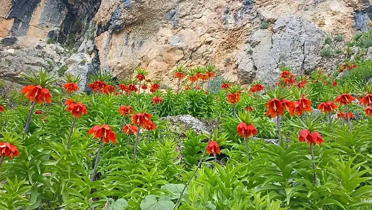 Yetkililer uyarıyor: Bu türe zarar vermenin cezası çok ağır