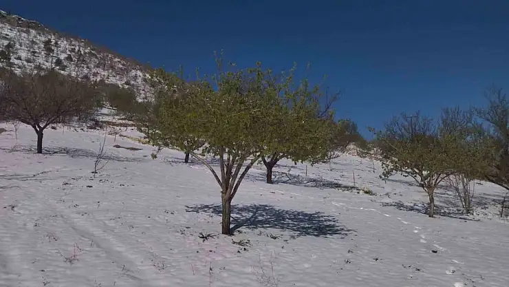 Ziraat Yüksek Mühendisi Yüce'den zirai don sonrası çiftçilere uyarı
