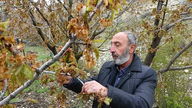 Zirai don, Malatya'nın tescilli dalbastı kirazını da vurdu