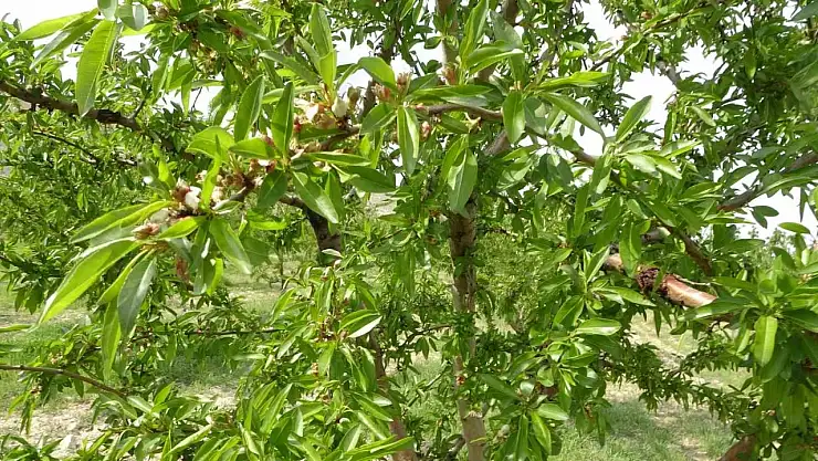 Zirai dondan etkilenmeyen badem bahçesi üreticisini de şaşırttı