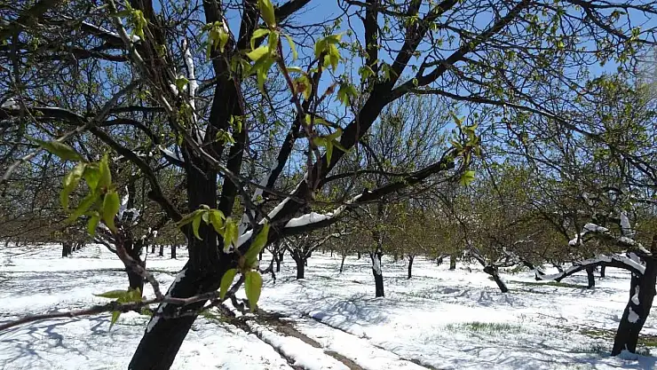 Zirai donun etkili olduğu Malatya'da hasar tespit çalışmaları sürüyor