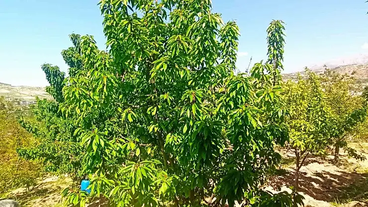 Zirai donun zarara yol açtığı Malatya'da kiraz yaprağı ümit oldu