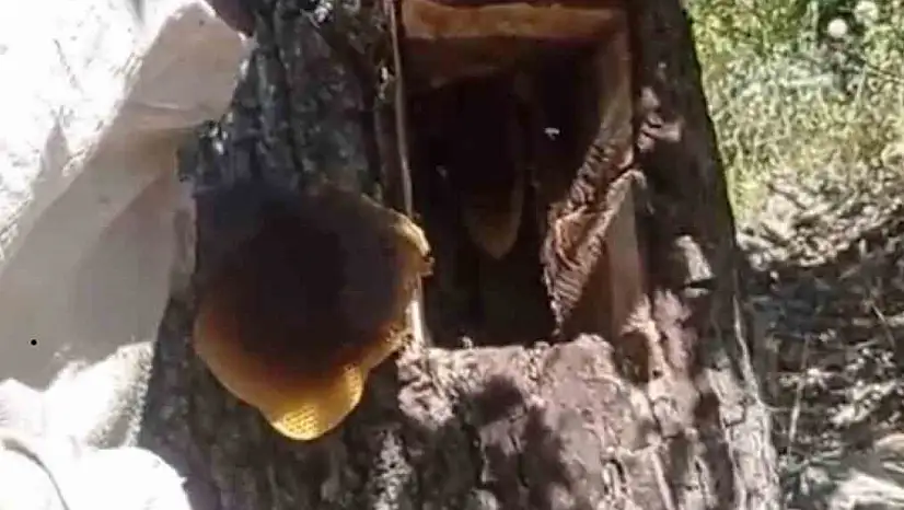 Ağaç kovuğundan kilo kilo bal çıktı