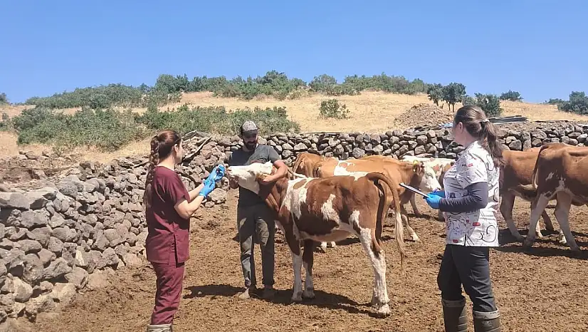 Elazığ büyükbaş hayvanlara yönelik  aşılama çalışması