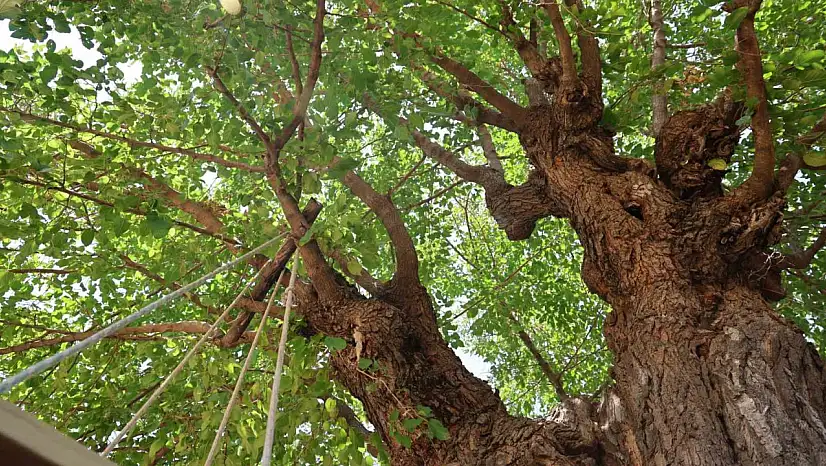 Elazığ'da 500 yıllık dut ağacı, yıllara meydan okuyor