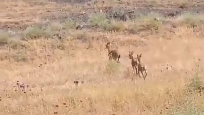 Elazığ'da dağ keçileri piknik alanlarına indi