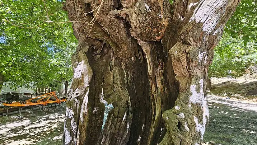 Elazığ'da dut ağaçları zamana direniyor