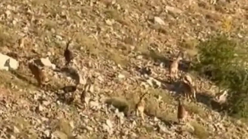 Elazığ'da dağ keçileri görüntülendi